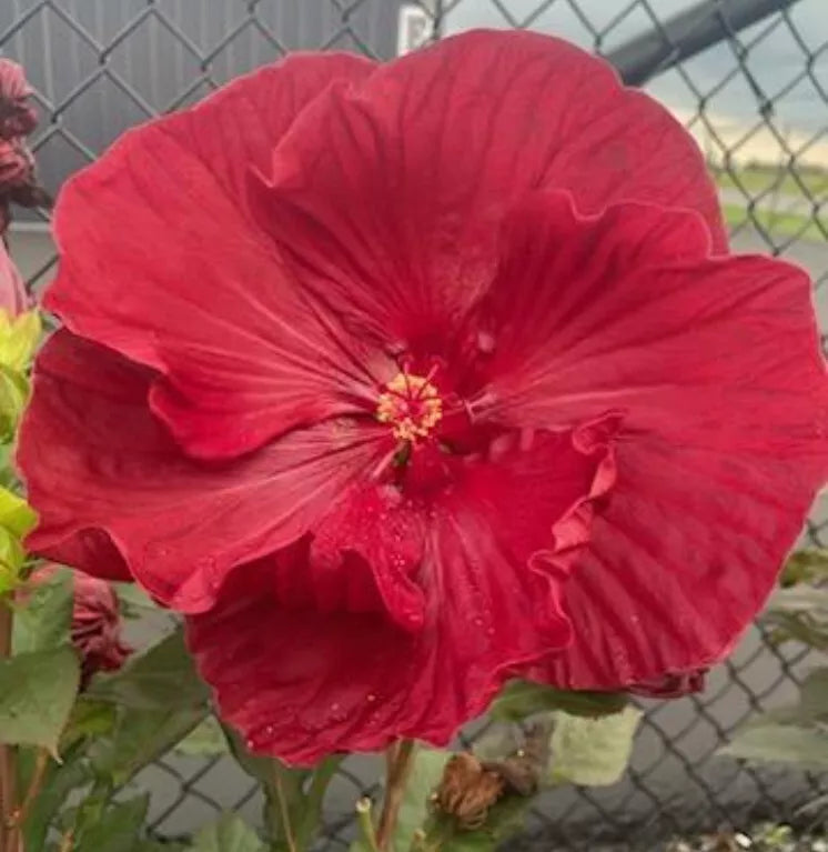 Hardy Hibiscus Seeds - Red Taffeta Heirloom Ruffled Flower - 25+ Seeds - Hibiscus moscheutos