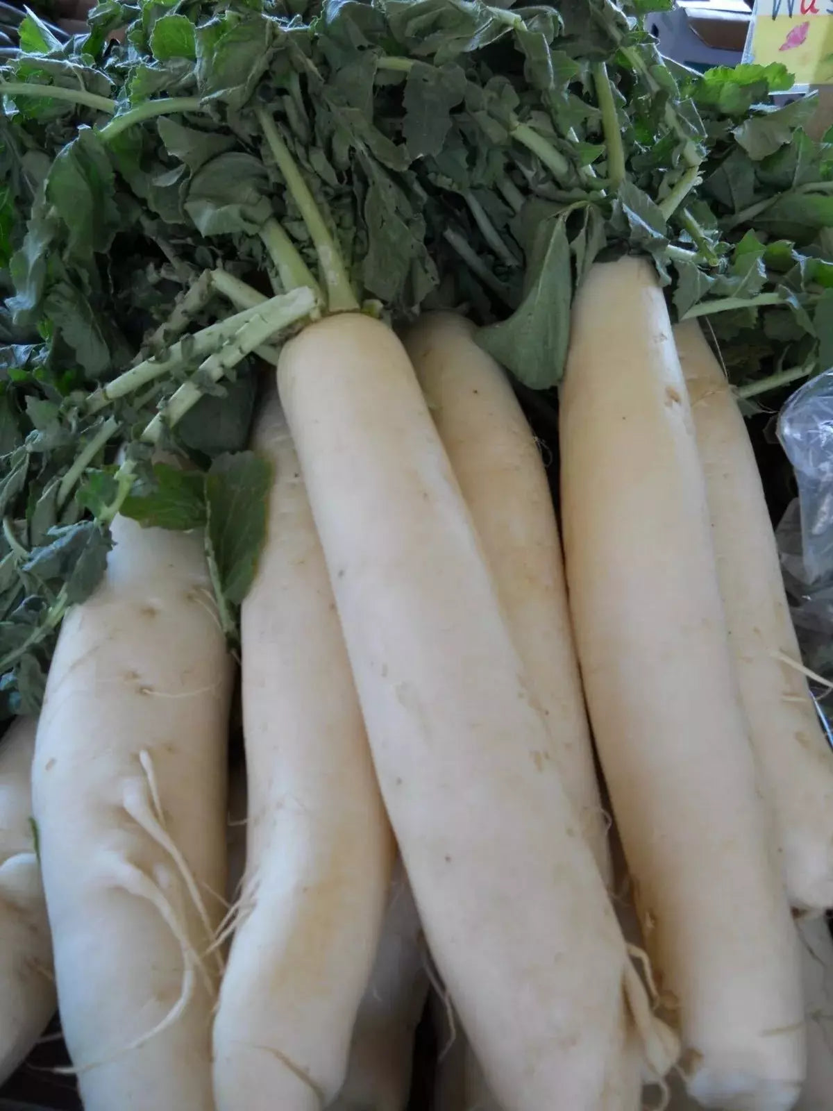 Daikon Radish Seeds 1000+ Heirloom Organic Japanese Minowase NON-GMO - Vegetable Garden Seeds