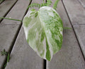 Variegated Monstera Leaf Cutting | Houseplant Propagation | Monstera deliciosa Variegata