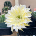 Echinopsis Bourne Lace Cactus Succulent Rooted Pups - European Hybrids, Decorative Indoor Plants