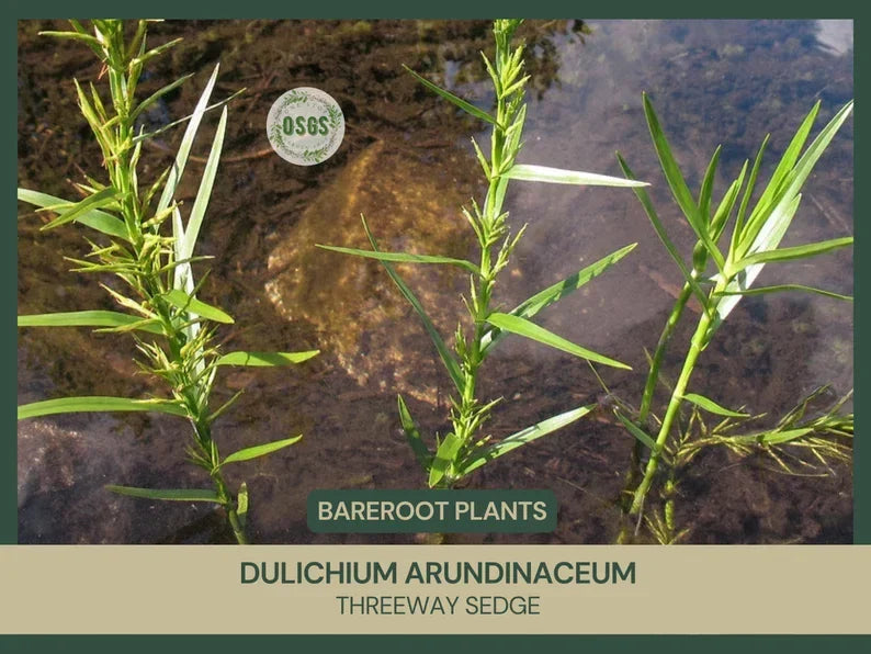 Bare Root Threeway Sedge Plant | Dulichium arundinaceum | Freshly Collected | Native Wetland Grass