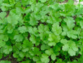 Cilantro Seeds - Long Standing Variety - Fresh Culinary Herb - Coriandrum sativum