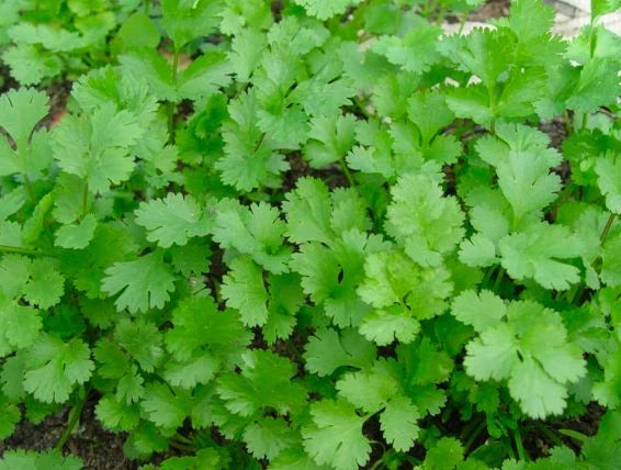Cilantro Seeds - Long Standing Variety - Fresh Culinary Herb - Coriandrum sativum