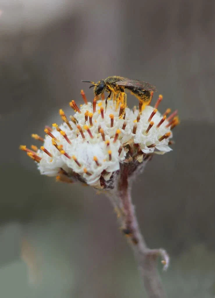 Prairie Pussytoes Seeds - 100 Seeds - Antennaria neglecta - Native Wildflower Seeds for Planting