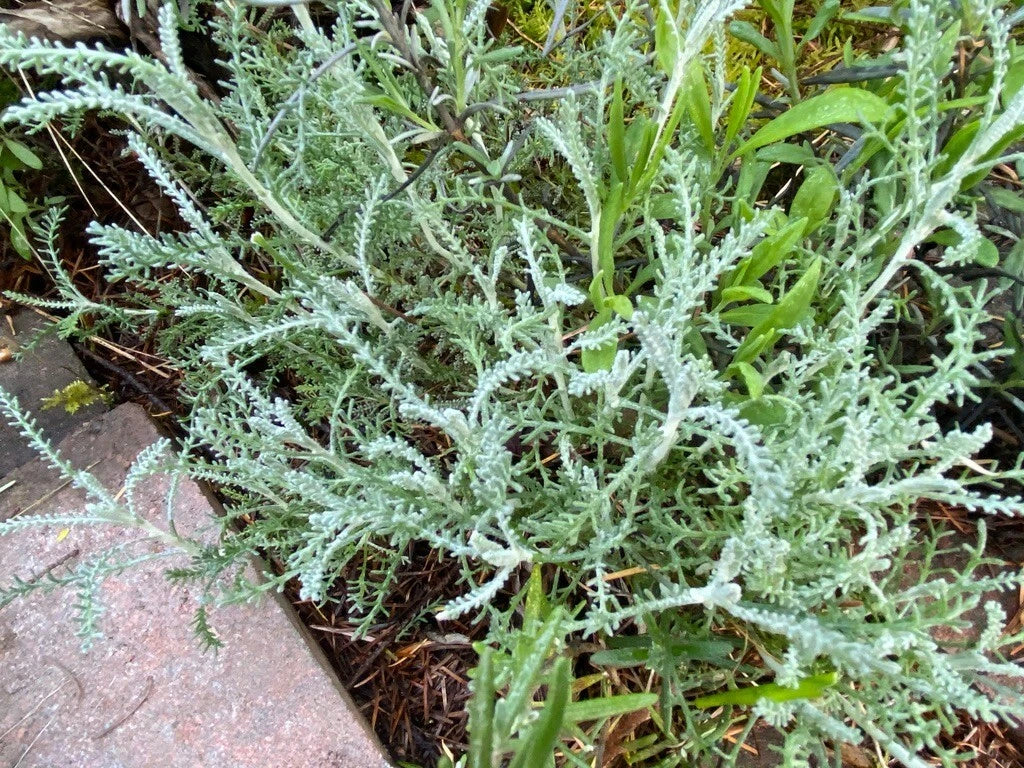 White Santolina Cuttings 4-Pack Fragrant Herb Shrub Hedges Santolina chamaecyparissus Cold Hardy Low Water Insect Repellant
