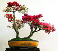 Royal Azalea Bonsai Tree Seeds - 30 Seeds - Rhododendron schlippenbachii - Perfect for Gardening and Bonsai Cultivation