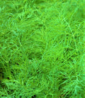 Dill Seed Bouquet - 200+ Non-GMO Seeds - Anethum graveolens - Culinary Herb for Cooking and Gardens