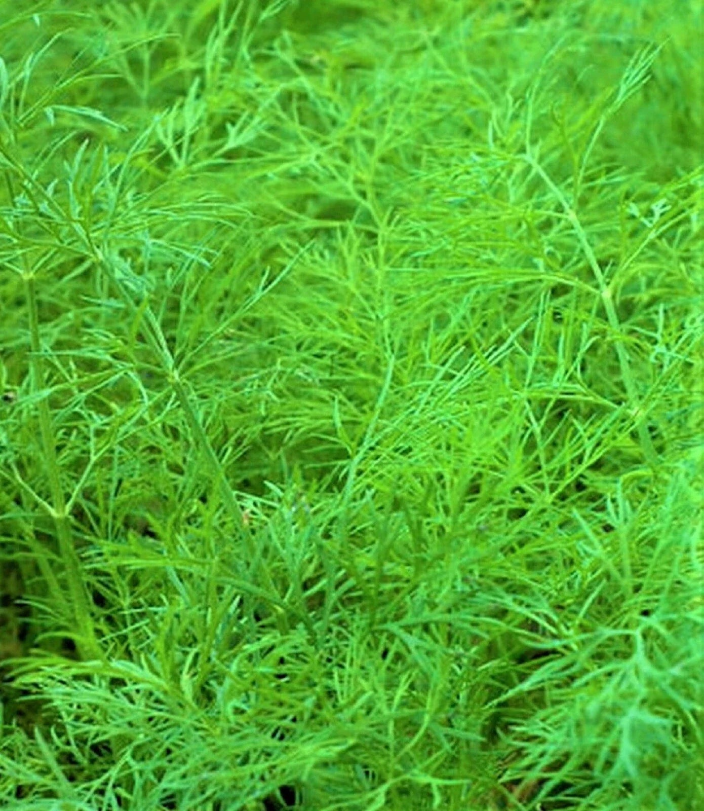 Dill Seed Bouquet - 200+ Non-GMO Seeds - Anethum graveolens - Culinary Herb for Cooking and Gardens