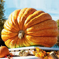 Dill's Atlantic Giant Pumpkin Seeds - Competition-Grade Huge Pumpkins - Ideal for 2025 Planting