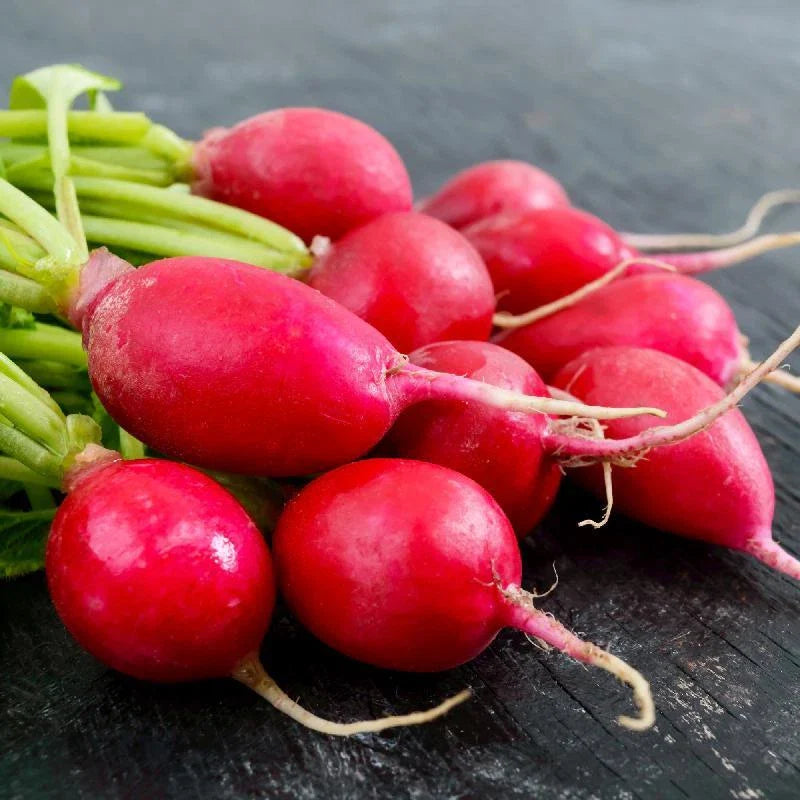 Radish Seeds - Comet Variety - Fresh Seeds for Planting - Raphanus sativus