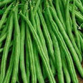 Premium Tendergreen Improved Stringless Bush Bean Seeds - Fresh Non-GMO - High Yielding Vegetable Garden Variety