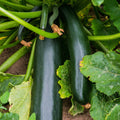 Black Beauty Zucchini Seeds | Bush Dark Green Courgette | Summer Squash | Cucurbita pepo
