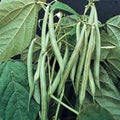 Blue Lake Bush Green Bean Seeds, Heirloom Variety, 100+ Seeds, Phaseolus vulgaris