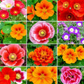 Wildflower Seeds 2000+ Autumn Butterfly Pollinators Hummingbird Mix - Ideal for Gardens, Native Plants