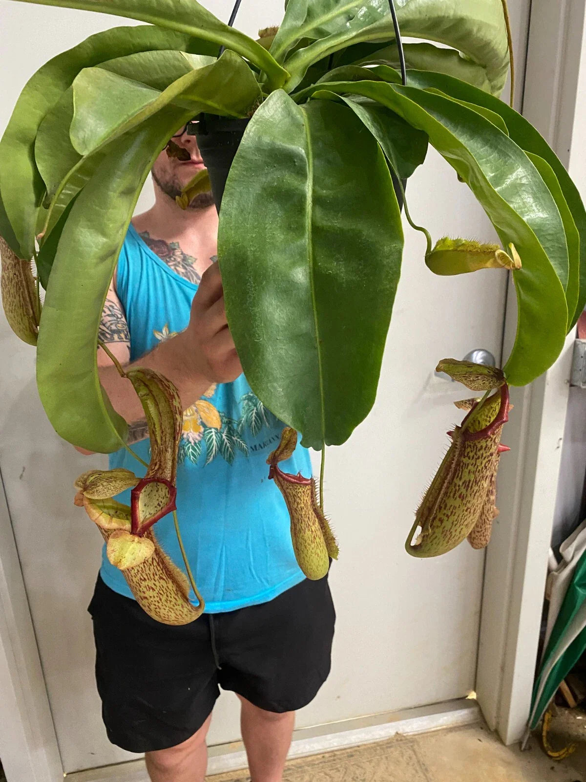 Nepenthes Miranda Pitcher Plant 2.5" Pot Rooted Carnivorous Plant