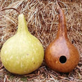 10 Bottle Gourd Seeds, Exotic Rare Variety for Gardening, Lagenaria siceraria, Ideal for Canteen Use