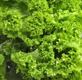 Southern Giant Curled Mustard Seeds - 5,000+ Heirloom Vegetable Seeds - Brassica juncea