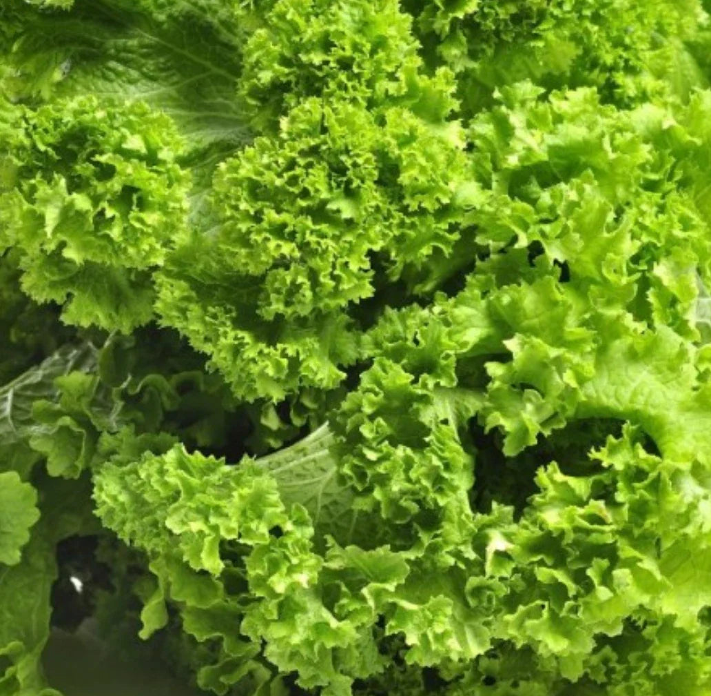 Southern Giant Curled Mustard Seeds - 5,000+ Heirloom Vegetable Seeds - Brassica juncea