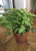 Green Shiso Seeds - 200+ Perilla Beefsteak - Korean Basil - NON-GMO Open Pollinated - Herb Garden Plant Seeds