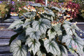 Veined Silver Coleus Seeds - 25+ Pack for Garden Planting - Solenostemon scutellarioides - USA