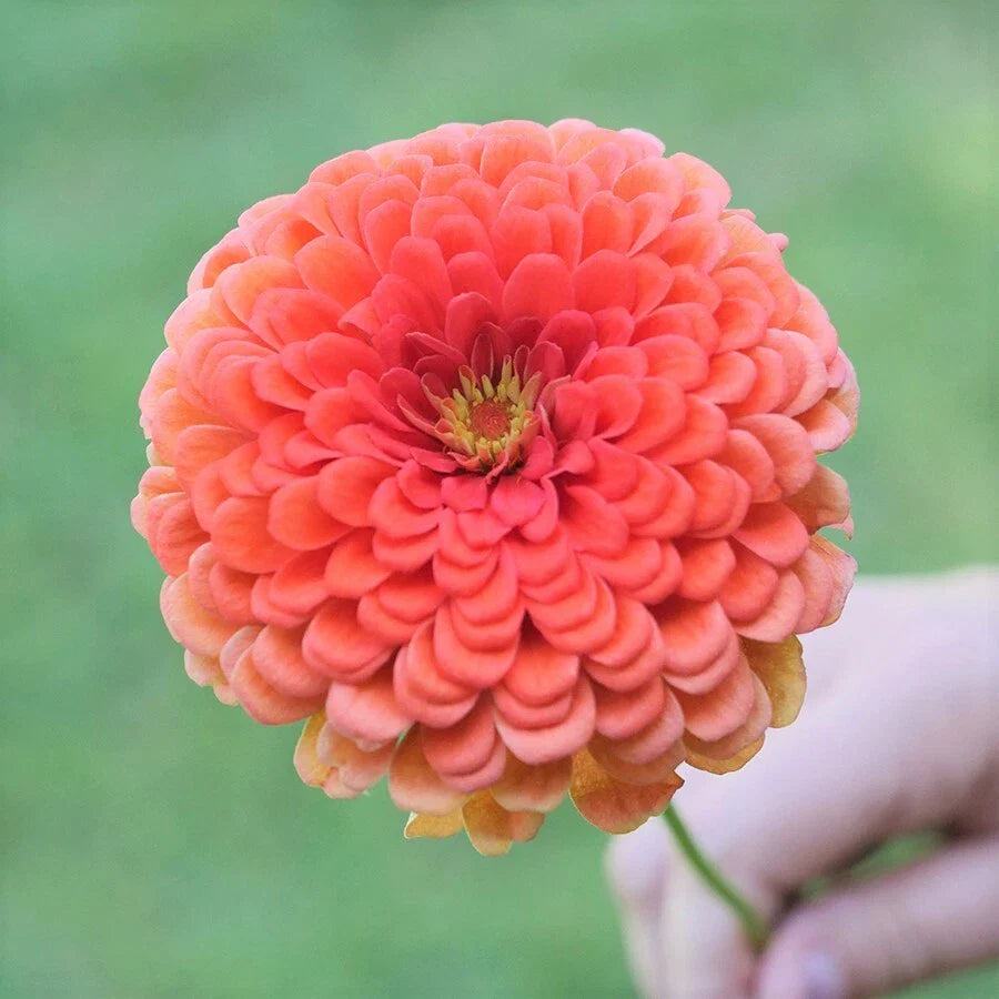 Zinnia Seeds - Coral Beauty - Giant Salmon Rose Pink Flower - Pollinator Friendly - 2025