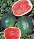 Watermelon Seeds 100 Count Black Diamond Heirloom Non-GMO Citrullus lanatus