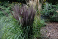 Dwarf Black Fountain Grass Seeds - 50 Organic Seeds - Pennisetum alopecuroides - USA Grown, Free Shipping