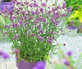 Purpletop Vervain Flower Seeds - 500+ Count - Native Wildflower for Herb Tea & Drought Tolerance - Verbena bonariensis