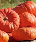 Cinderella's Carriage Pumpkin Seeds - Fresh Heirloom Seed for Planting - Cucurbita pepo