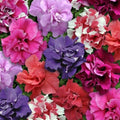 Double Mix Petunia Seeds | 50 Pack | Ideal for Containers, Hanging Baskets & Windows | Petunia × atkinsiana
