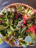 15 Assorted Organic Succulent Cuttings - Variety Pack for Planting - Ideal for Gardens and Terrariums
