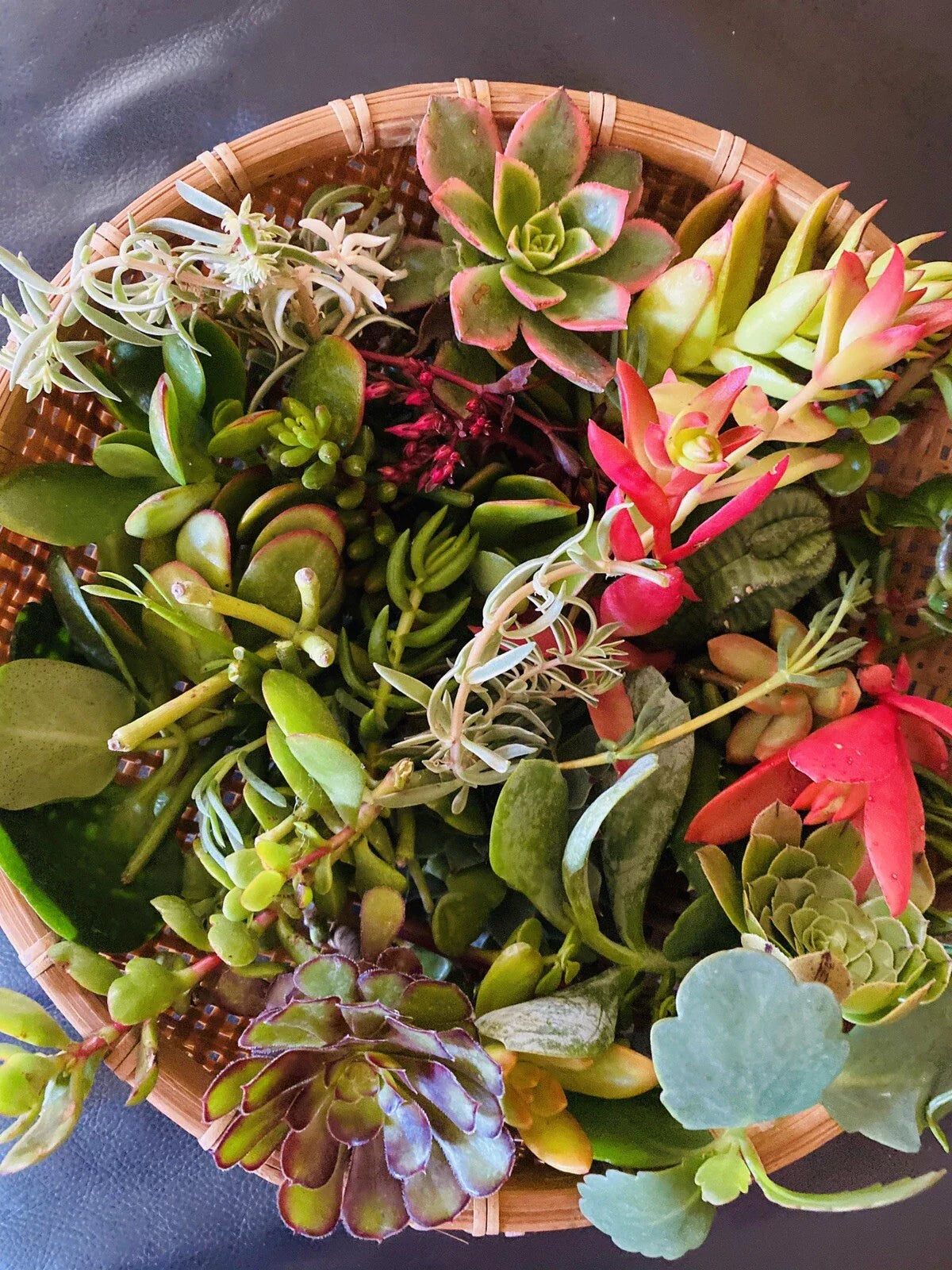 15 Assorted Organic Succulent Cuttings - Variety Pack for Planting - Ideal for Gardens and Terrariums