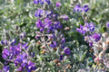 Dune Bush Lupine Seeds - 25+ Seeds for Garden Planting - Lupinus arboreus - USA Native Flowers