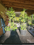 XXL TOWER Hoya Pubicalyx Splash Tropical Houseplant - 37" Wax Plant - Rare Indoor Plant Decoration