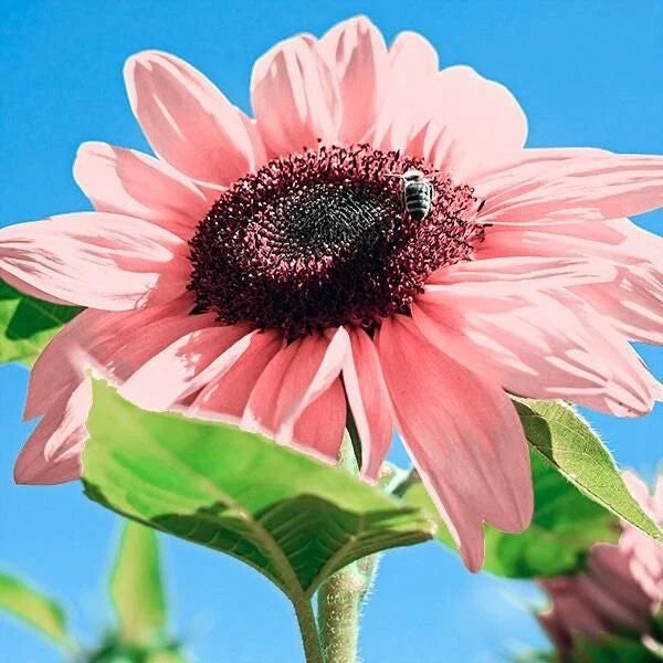 30 Seeds Pink Sunflowers - Rare Organic Flower Seeds for Garden - Helianthus annuus