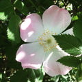 Dog Rose Seeds, 50 Count, Brier Rose, Rosa Canina - Hardy Wildflower Seeds for Garden Planting