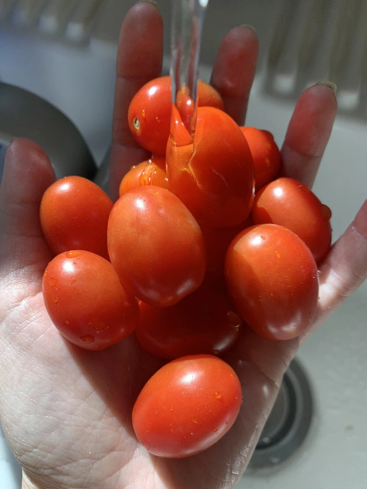 Organic Grape Tomato Seeds - 100 Non-GMO Edible Vegetable Seeds for Home Garden - Solanum lycopersicum