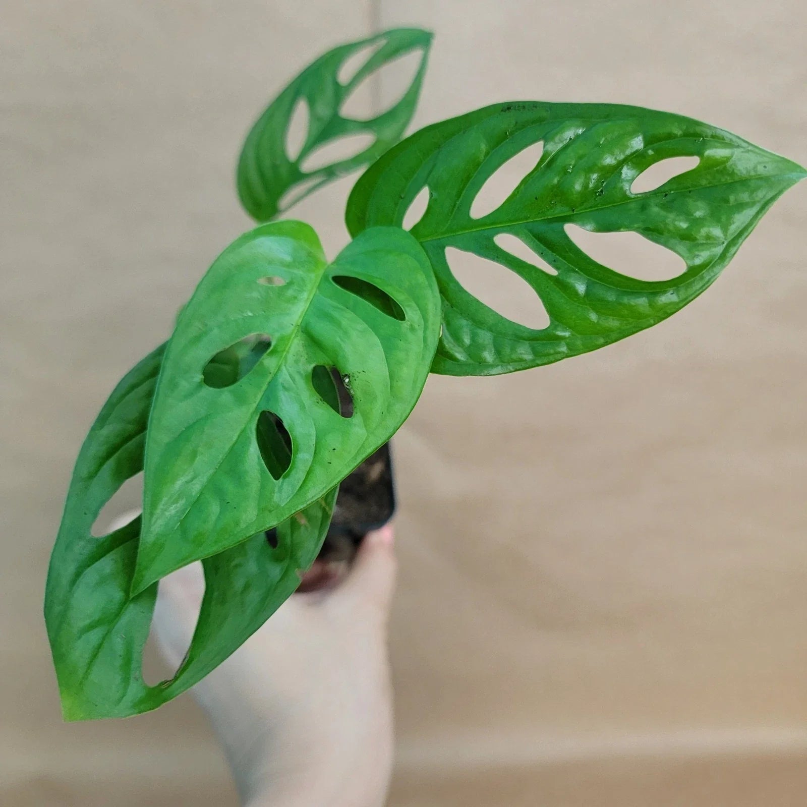 Monstera Adansonii Swiss Cheese Plant - 4" Pot - Live Indoor Tropical Houseplant - Unique Foliage for Home Decor