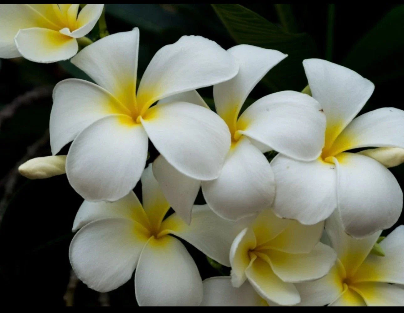 Plumeria Cutting - Triple Branched - Yellow - Live Plant (Frangipani)