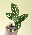 Monstera Adansonii Cuttings - 2 Nodes, 2 Leaves - Swiss Cheese Plant - Indoor House Plant