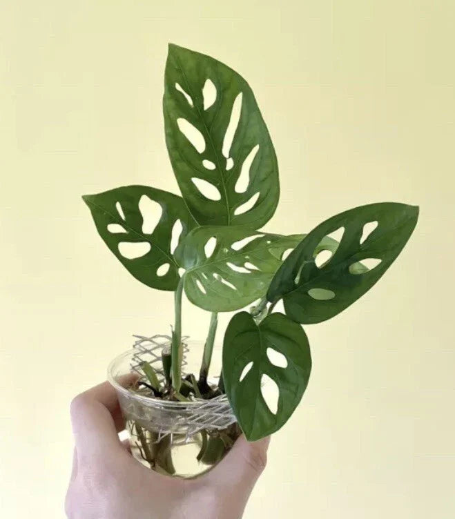 Monstera Adansonii Cuttings - 2 Nodes, 2 Leaves - Swiss Cheese Plant - Indoor House Plant
