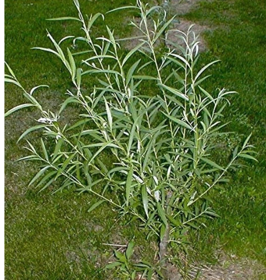 Jumbo Hybrid Willow Cuttings - 6 Pack, 5/8 to 1 Inches Thick, Fast-Growing (Salix × sepulcralis)