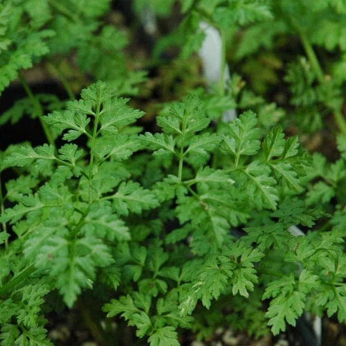 Winter Chervil Herb Seeds - 100 to 1500 Count - Heirloom French Parsley - Anthriscus cerefolium
