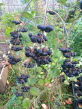 Viking Aronia Berry Plant - Live Rooted Starter - Zones 3-8 - Aronia melanocarpa - Self-Pollinating Fruit Shrub