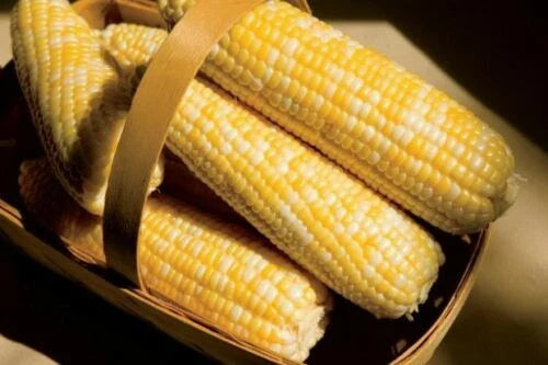 Sweet Corn Seed - American Dream Variety - Fresh Non-GMO Seeds - Zea Mays