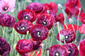 Shirley Poppy Seeds 200+ Count - Colorful Garden Flowers - Papaver rhoeas - USA Grown - Free Shipping