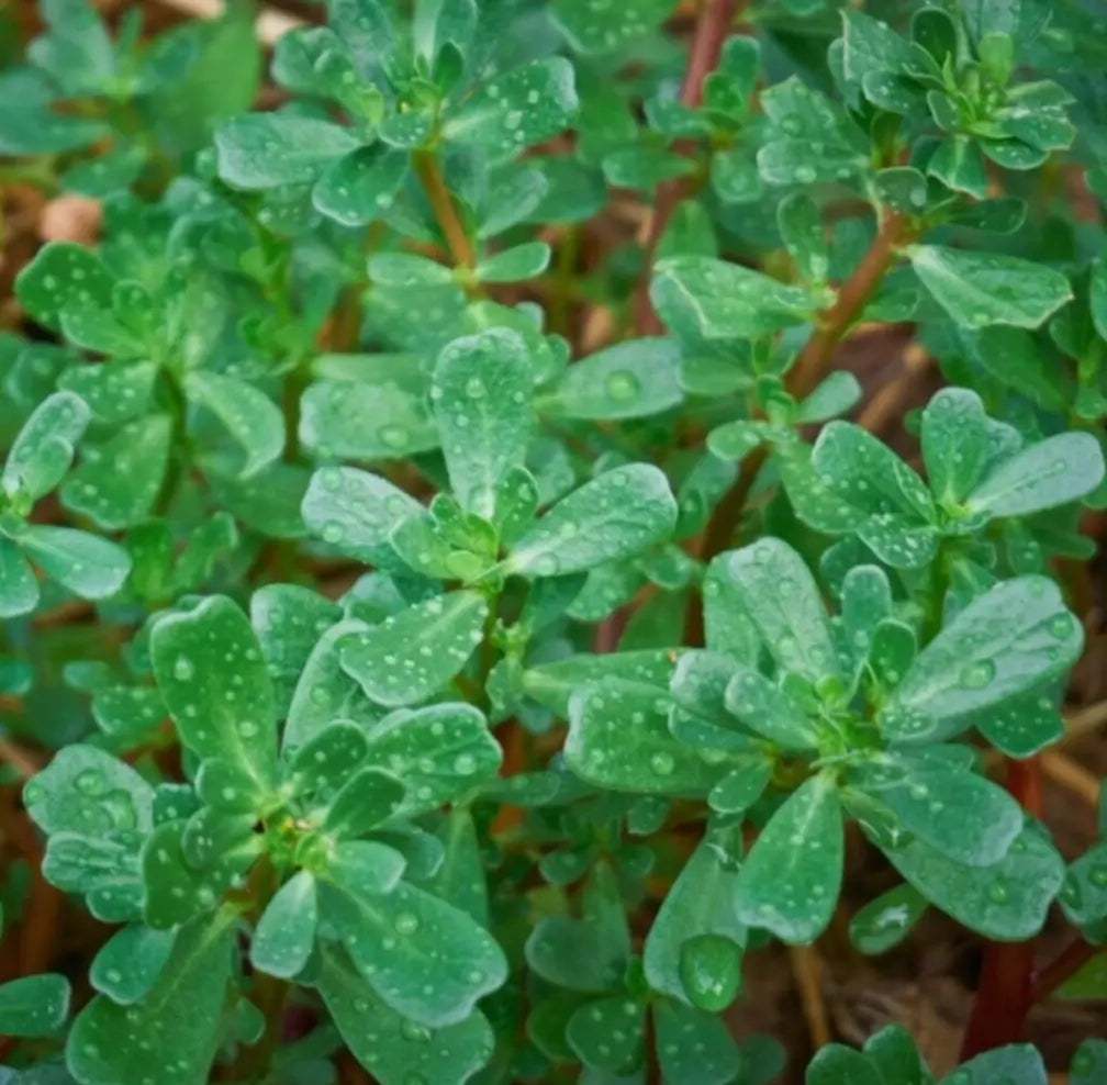 Green Purslane Seeds 1000+ Count, Edible Portulaca oleracea sativa, Garden Variety, Free Shipping