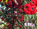 Bearberry Seeds - 20+ Seeds - Arctostaphylos uva-ursi - Kinnikinnick Pinemat - Hardy Ground Cover for Gardens