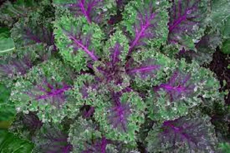 Organic Heirloom Kale Seeds - Red Russian Variety - Premium Quality, Tender Flavor - Brassica napus