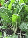 Fordhook Giant Swiss Chard Seeds 50 Ct Non-GMO Vegetable Garden Seeds - Beta vulgaris
